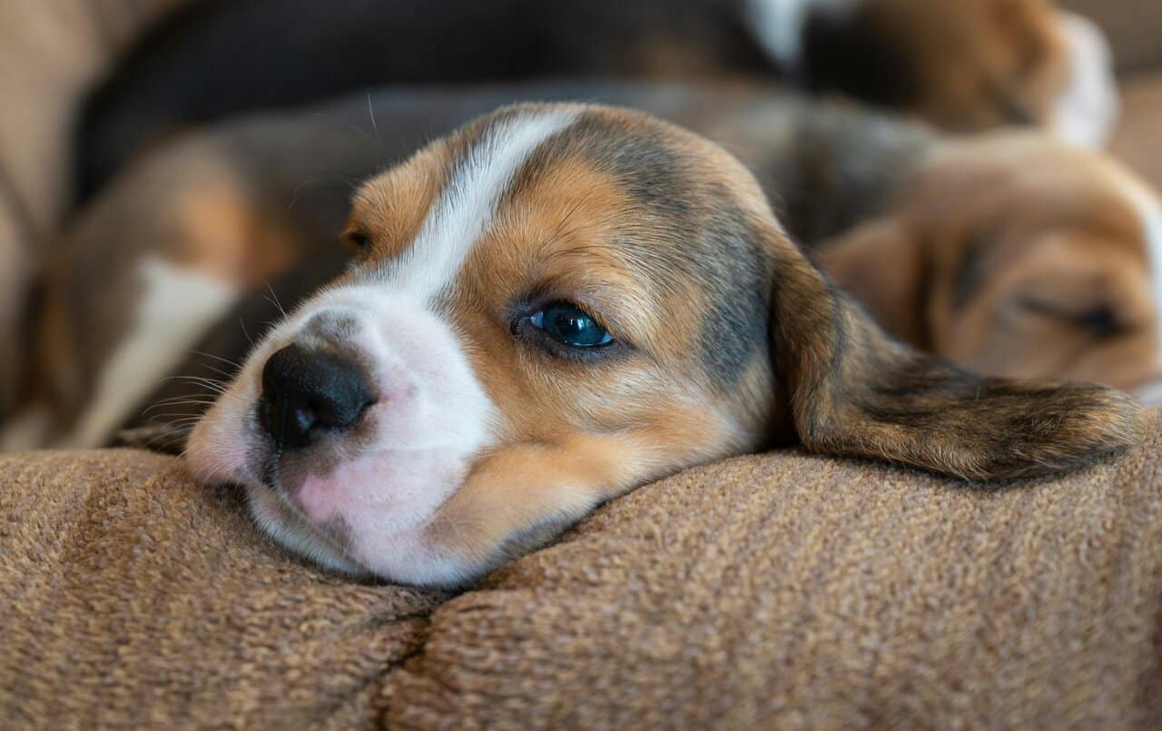 Puppy Beagle Care