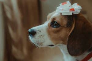 Adult Beagle Care