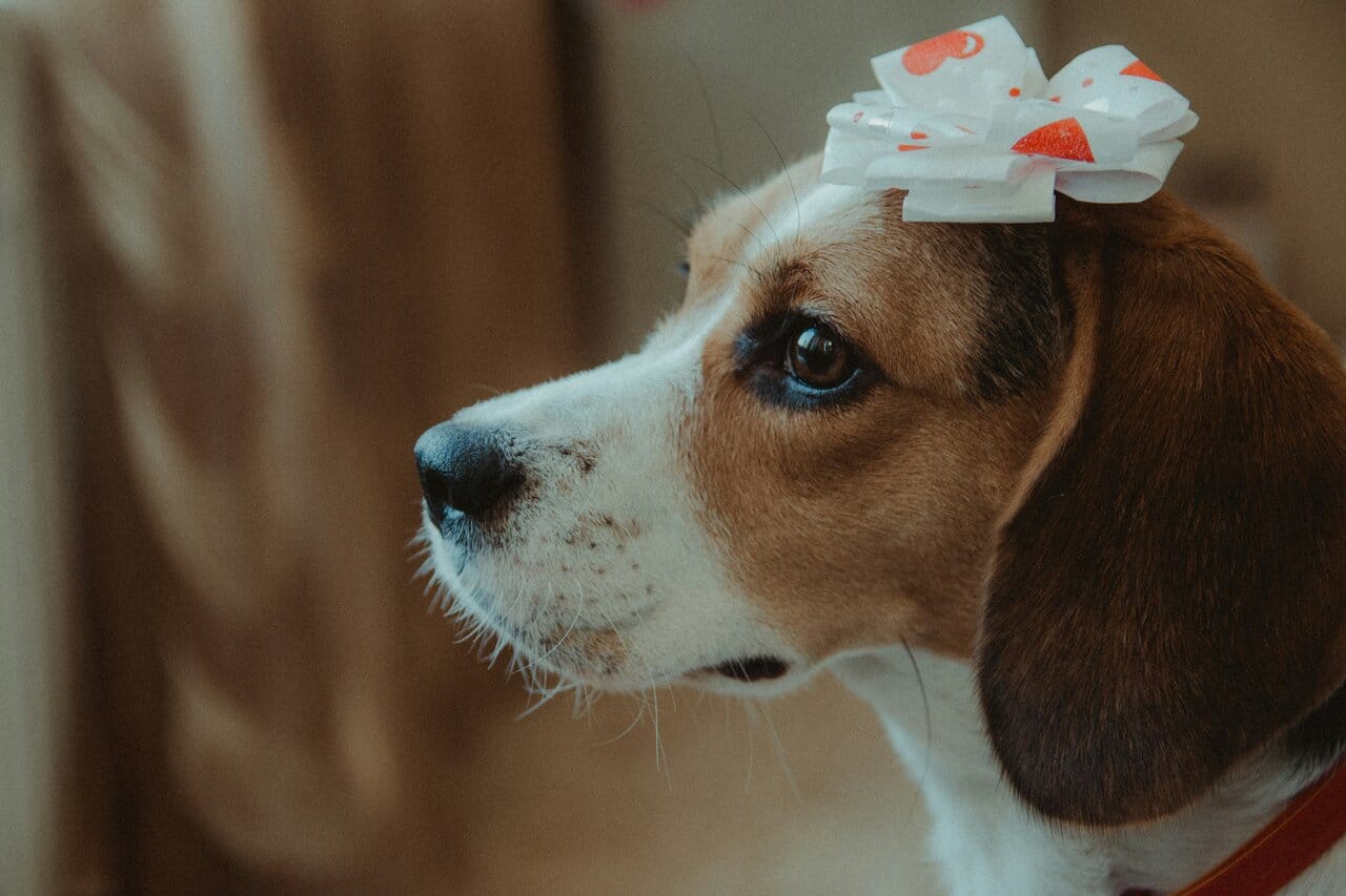 Adult Beagle Care